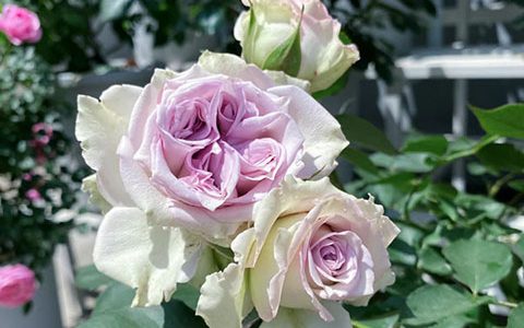 月季银雨和大天使的区别