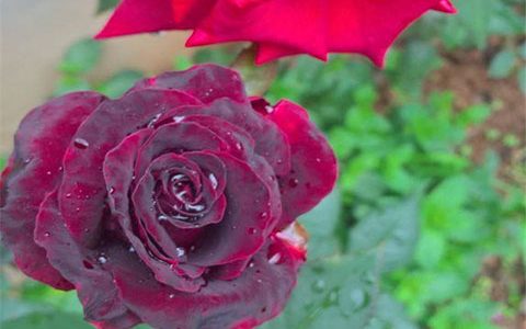 黑巴克和黑魔术月季的区别