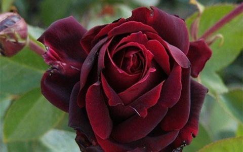 黑魔术月季是藤本还是灌木