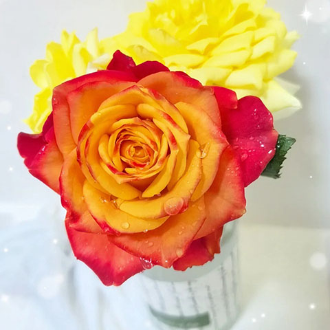 木瓜
