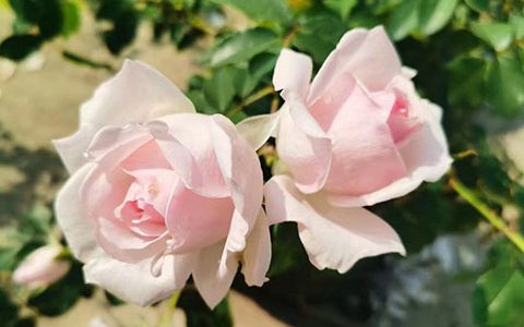 艾米丽.德.佛瑞斯特