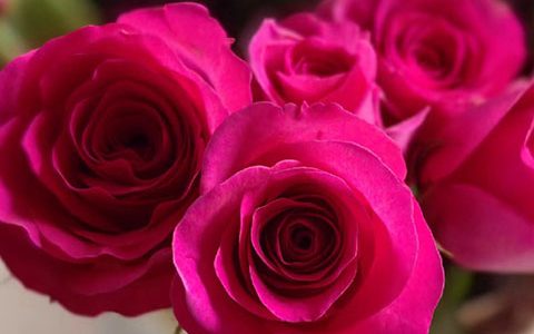 弗洛伊德月季的优缺特点