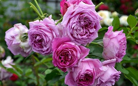 圣伊里耶·伊苏艾克斯