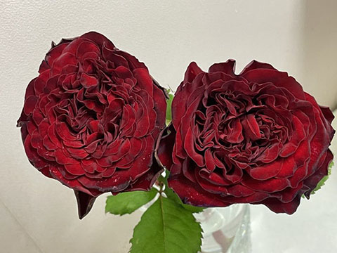 爱之花