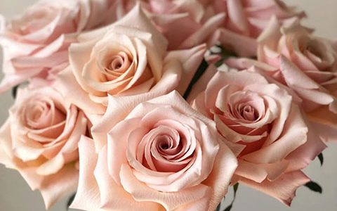 珍珠贝母月季花怎么样