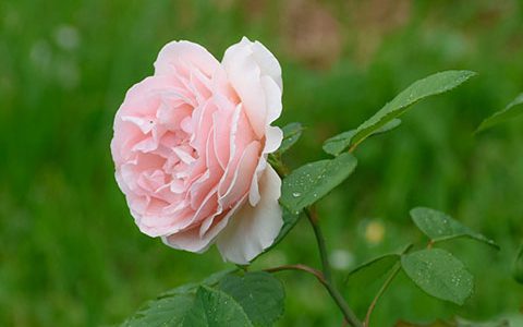 唐纳泰拉范思哲