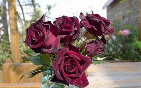 黑巴克开花的寓意和象征