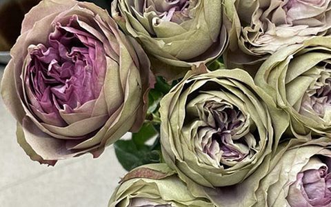 浪漫珊瑚心和温柔珊瑚心哪个更好