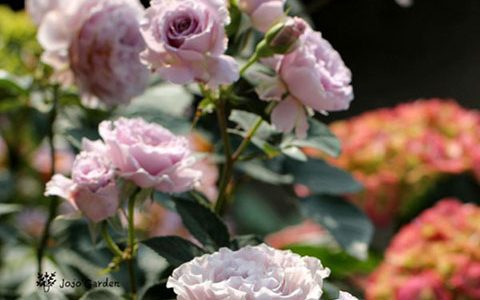 蜻蜓月季长的慢吗