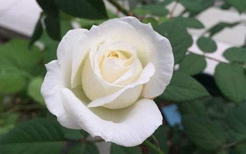 伊芙.婚礼之路是藤本还是灌木