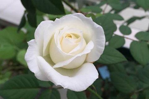 伊芙.婚礼之路是藤本还是灌木
