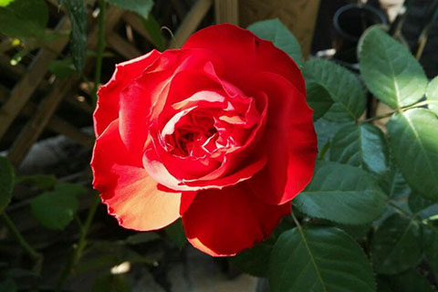 茶花女