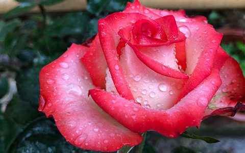 肯尼亚“胭脂扣”