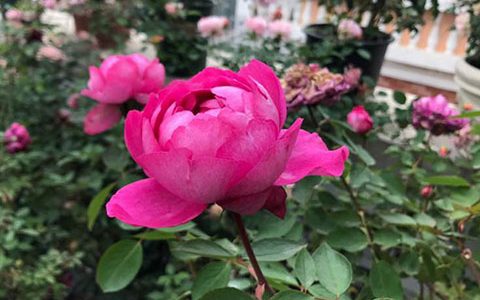 伊芙胭脂香水月季勤花吗