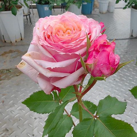 悠悠（切花）