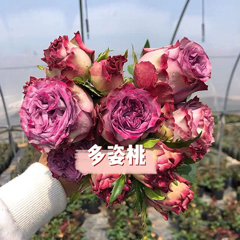 多姿桃