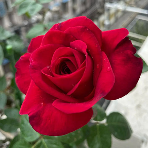 玫瑰先生