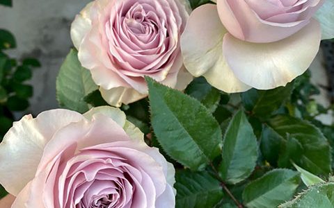 奶油龙沙宝石月季长得快吗