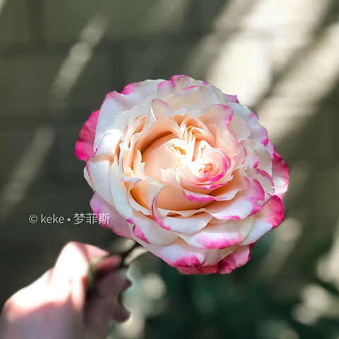 梦菲斯