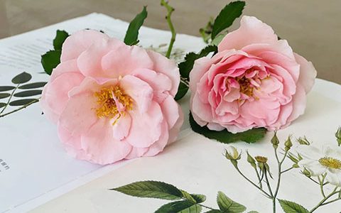 圣路易斯·德·马里亚克