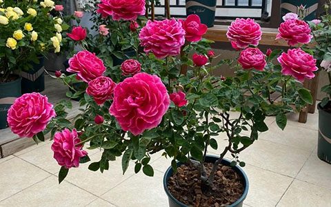 日本玛丽玫瑰可以嫁接吗