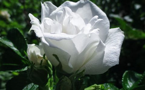 库拜重瓣白玫瑰