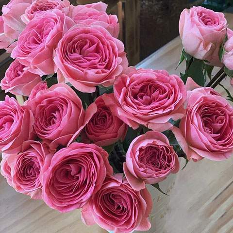 穆里尔蕾丝