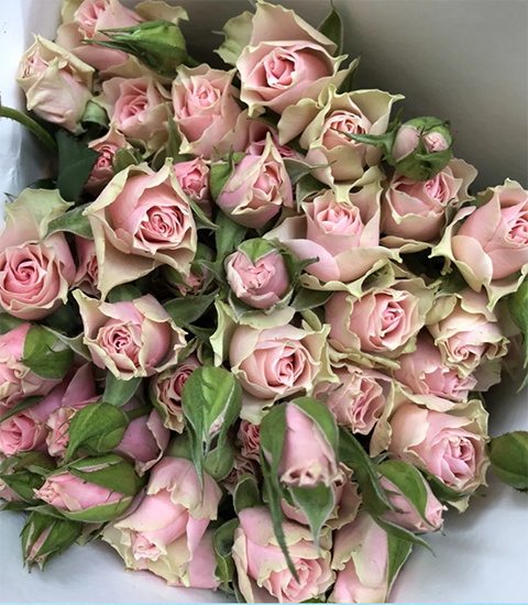 樱花谷玫瑰