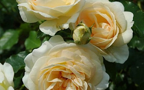 玛丽·安托瓦内特