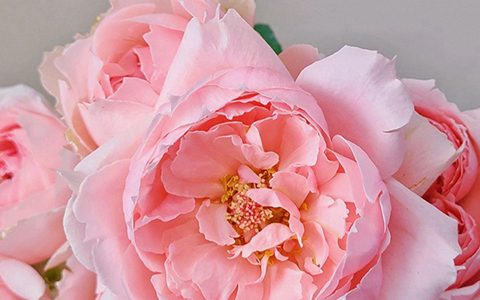 典雅礼服/公主礼服