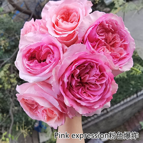 粉色爆炸