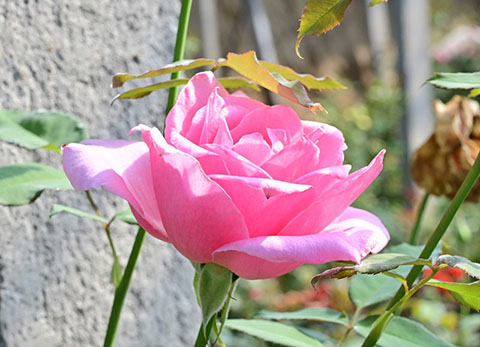 埃菲尔铁塔