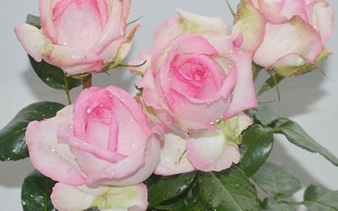 巴尔扎克的荣耀