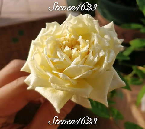 花园珍珠