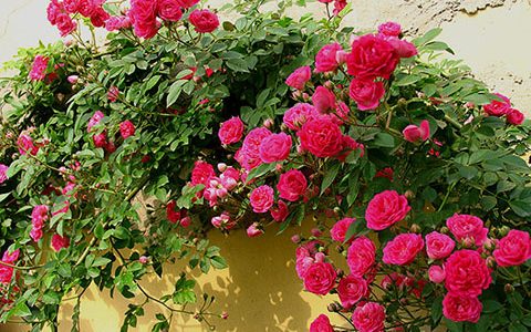 重瓣“粉团蔷薇”