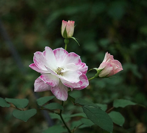 花梨