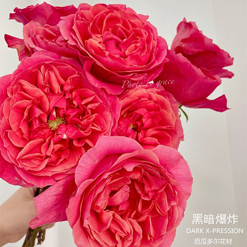 黑暗激情