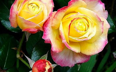 莫妮克·勒斯杜莱