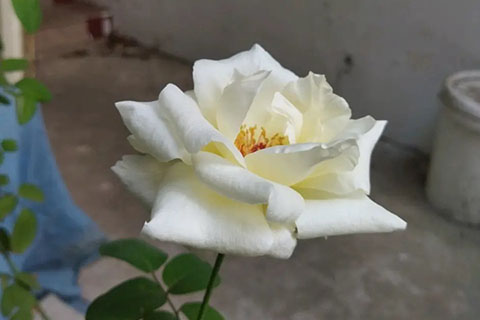 白杰作