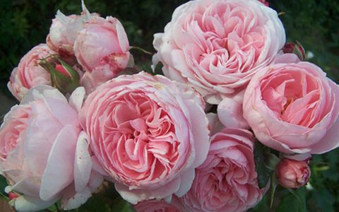 圣米歇尔山修道院