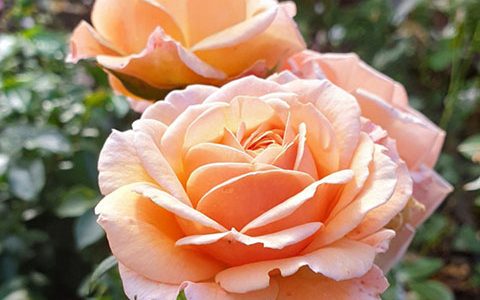 夏洛特·维埃里