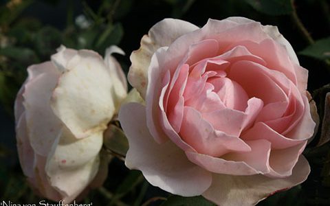 尼娜·冯·施陶芬贝格