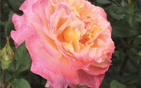 奥古斯塔·路易丝