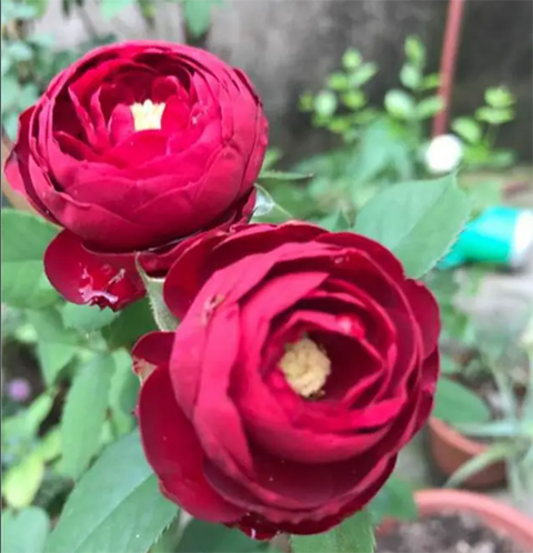 玫红花边