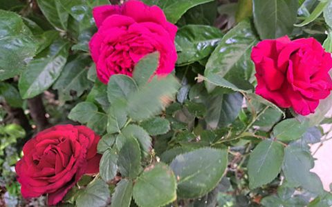 拉朗德·波美侯