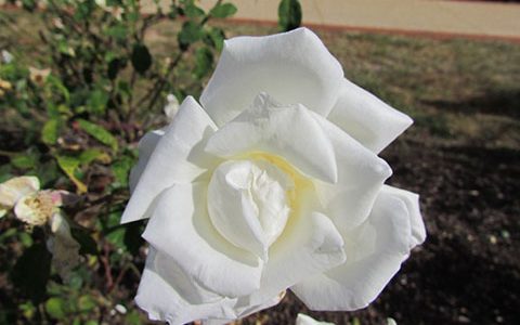 赫伯特·史蒂文斯夫人