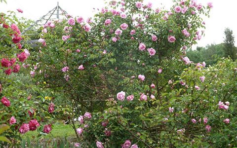 卡塞塔伯爵夫人