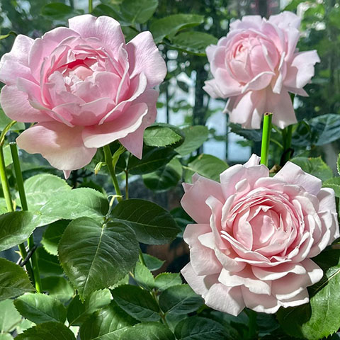 草莓秋千