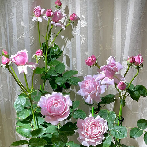 草莓秋千