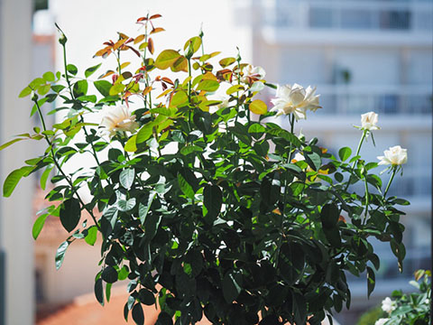奶油梅迪兰